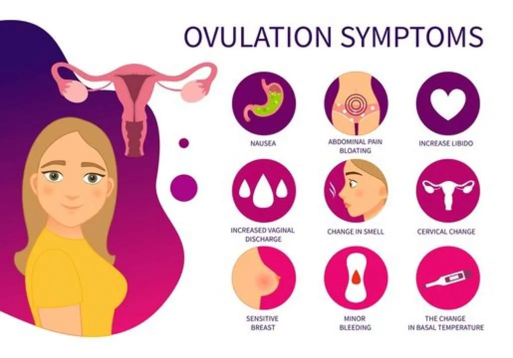 ovulation-symptoms