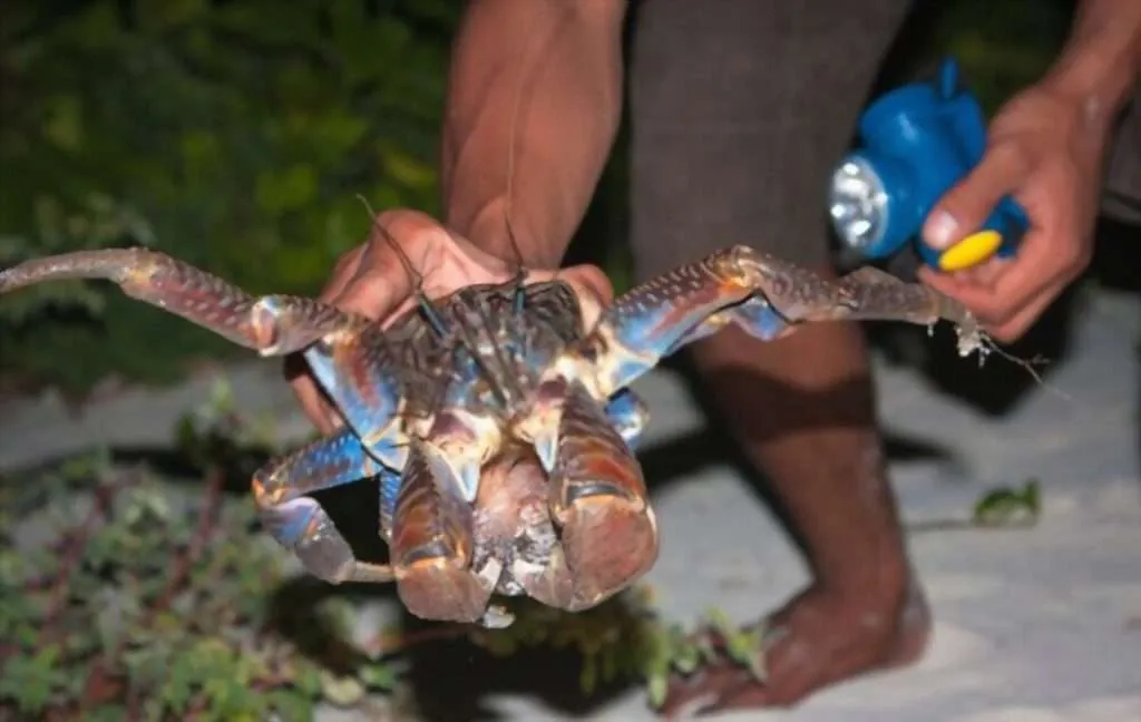 Coconut Crab