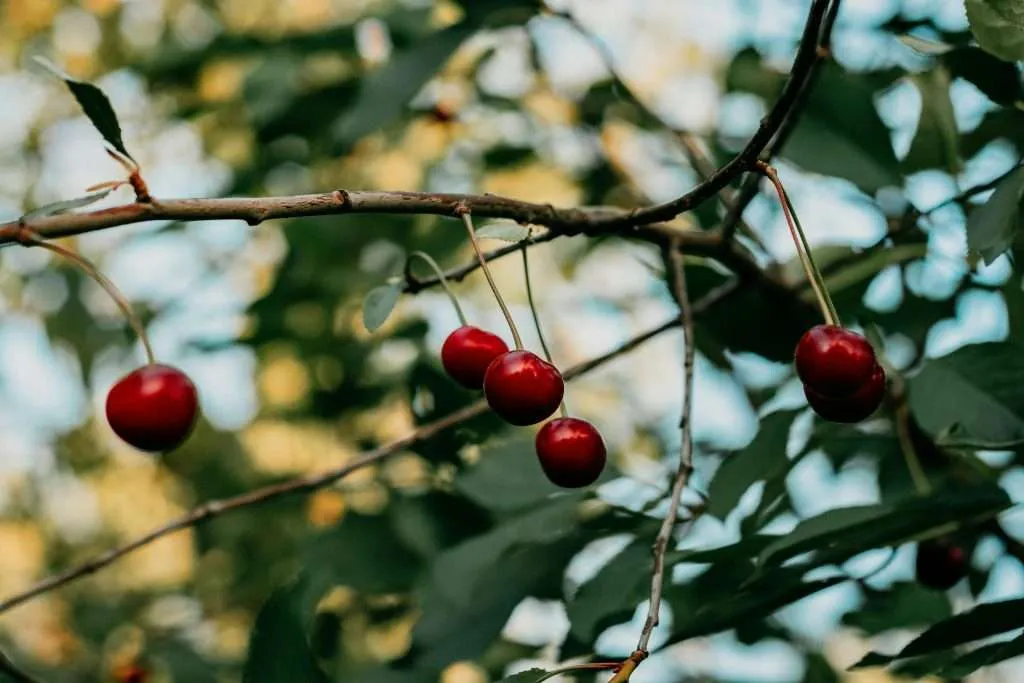 Are cherries good for diabetes?