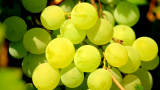 How Do The Acidic Grapes Affect Your Health: Complete Analysis!