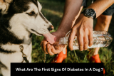 What Are The First Signs Of Diabetes In A Dog? Early Symptoms, Causes, and Treatment