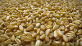 Is Durum Wheat Healthy? Top 10 Health Benefits Of Durum Wheat