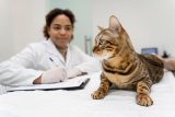 How to Treat Diabetes in Cats: A Complete Guide for Pet Owners